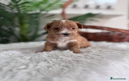 Maltipoo perros en venta: MALTIPOO - Imagen 7