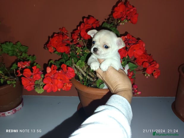 Chihuahua perros en Badajoz - Anuncio 19