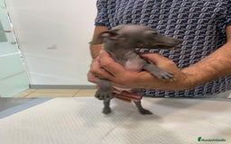 Pequeño Lebrel Italiano perros en venta: Lebrel Italiano. - Imagen 2