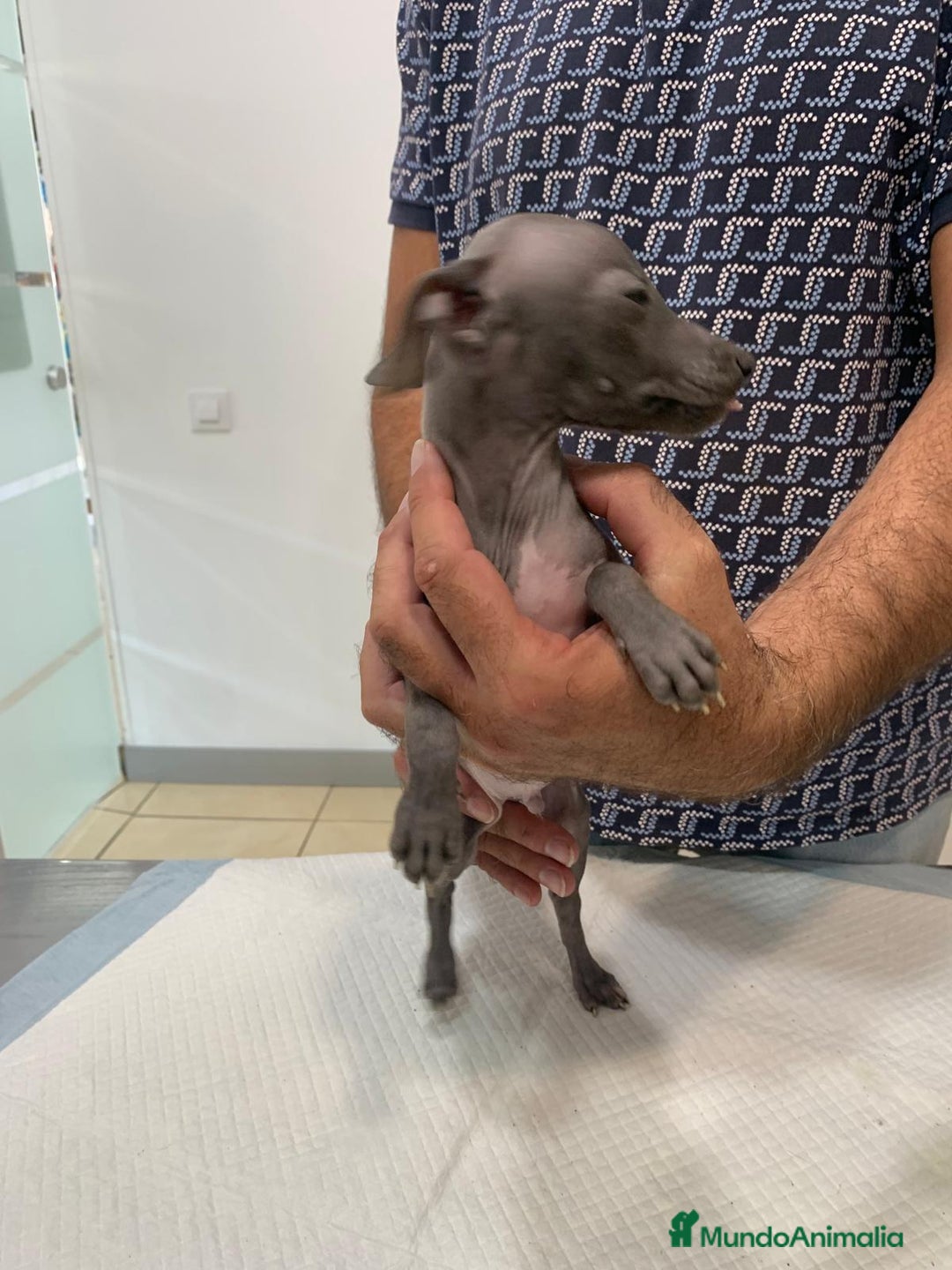 Pequeño Lebrel Italiano perros en venta: Lebrel Italiano. - Imagen 2