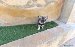 Chihuahua perros en venta: chihuahua pelo lrgo - Imagen 2