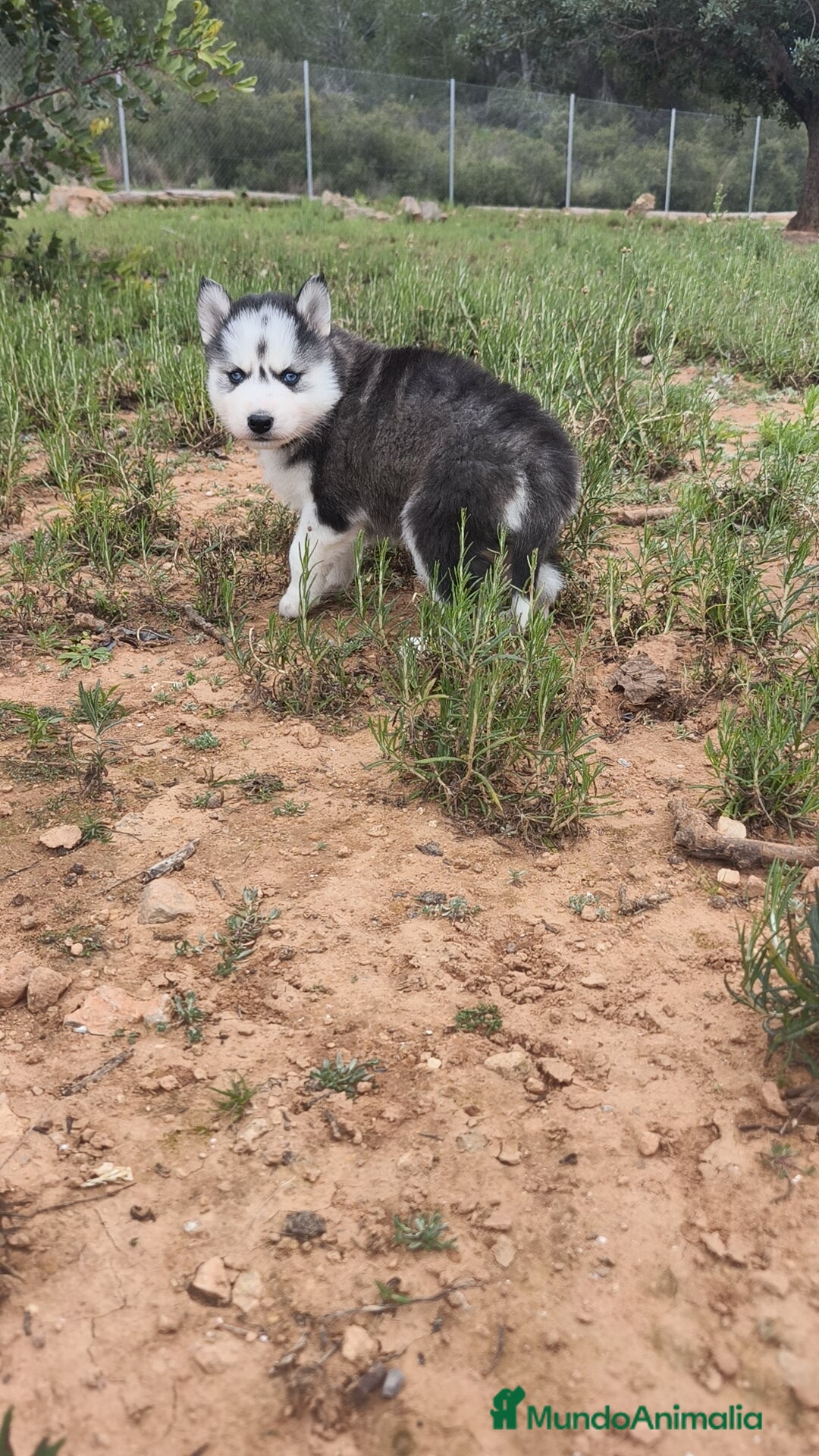 Husky Siberiano perros en venta: Husky SIBERIANO disponibles  - Anuncio 9