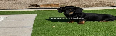 Felipe