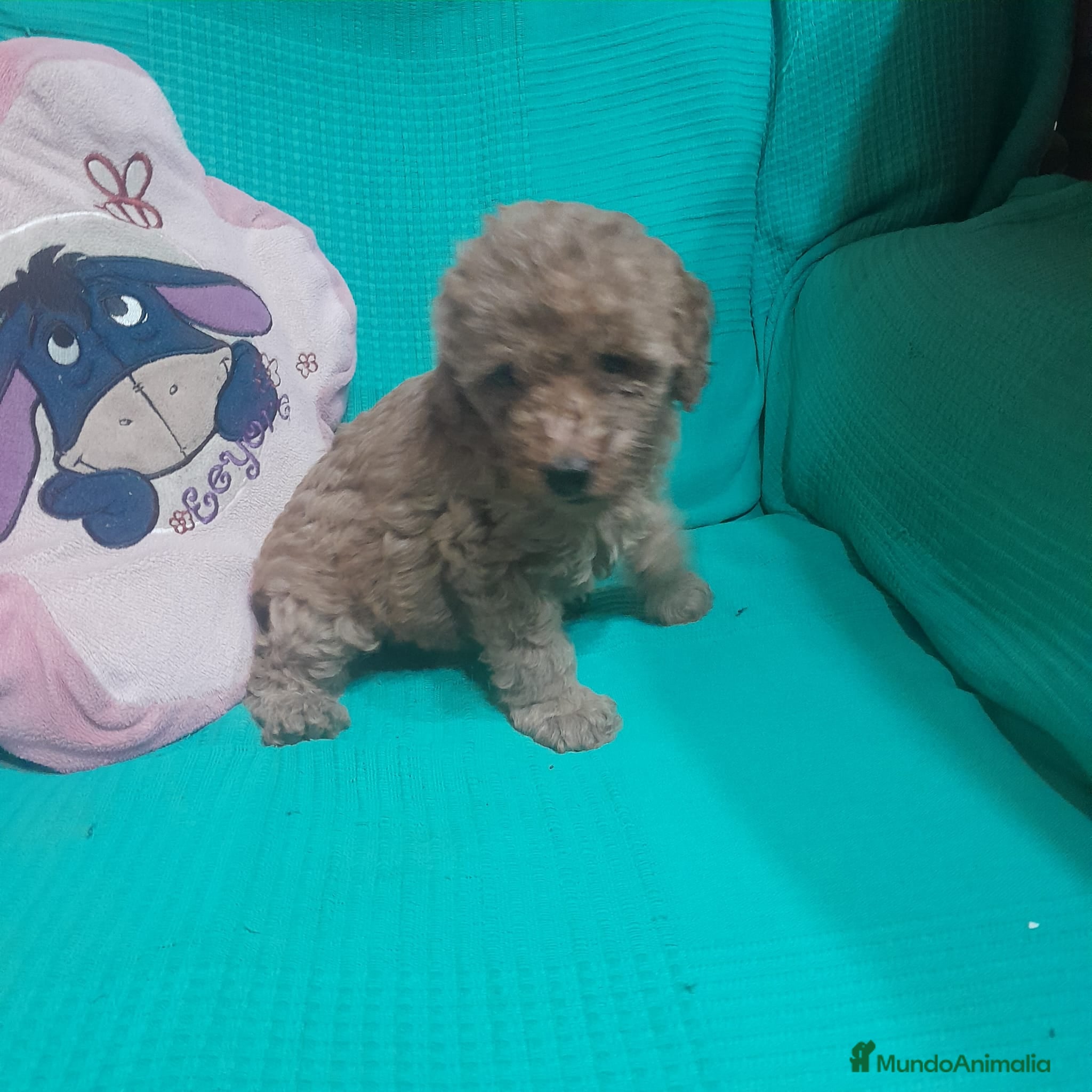 Caniche Toy perros CANICHE TOY - Anuncio 1