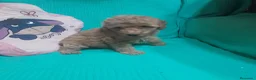 Caniche Toy perros en venta: CANICHE TOY - Anuncio 1