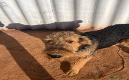 Airedale Terrier perros en venta: Airedale Terrier  - Imagen 7