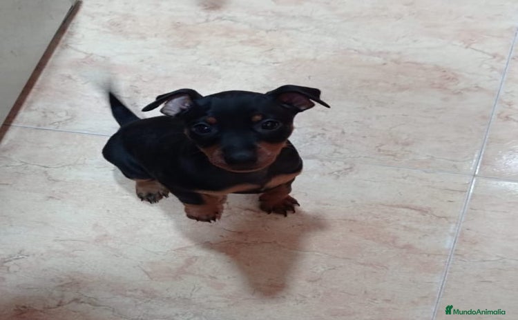 Pinscher Miniatura perros - Anuncio 2