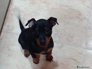 Pinscher Miniatura perros - Anuncio 1
