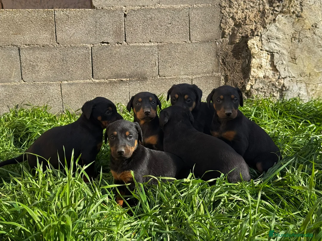 Dobermann perros en venta: Se venden doberman. - Anuncio 2