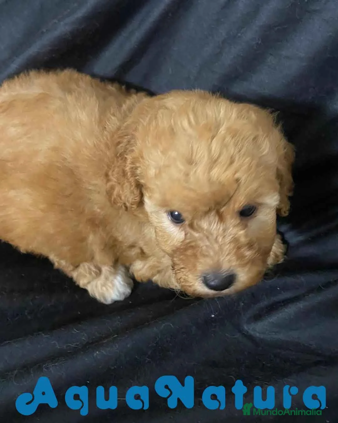 Havapoo perros en venta: Havapoo Hembra 2 de Locaty y Can AQUANATURA - Anuncio 6