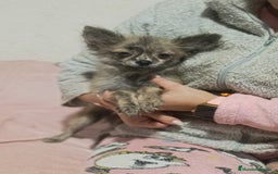 Pomchi perros en venta: Pomchi - Imagen 1