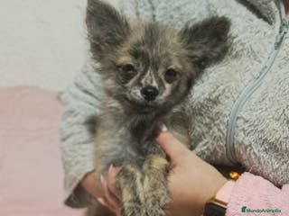 Pomchi perros Pomchi - Anuncio 6