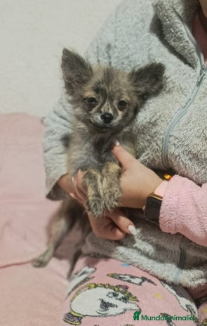 Pomchi perros Pomchi - Anuncio 16