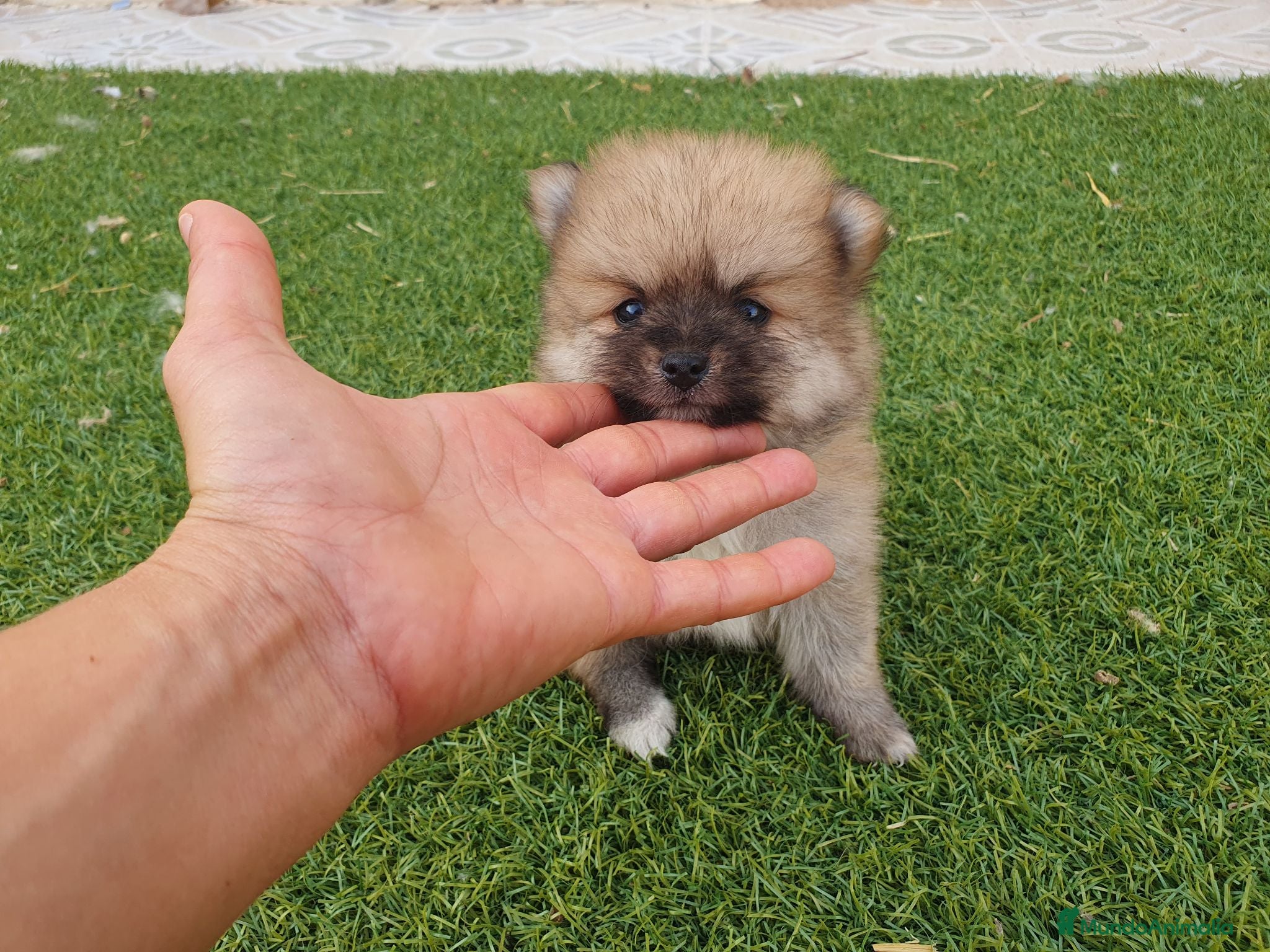 Pomerania perros Pomeranias mini ositas - Anuncio 2