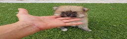 Pomerania perros en venta: Pomeranias mini ositas - Anuncio 2
