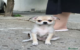 Pomchi perros en venta: Cachorritos toy - Imagen 5