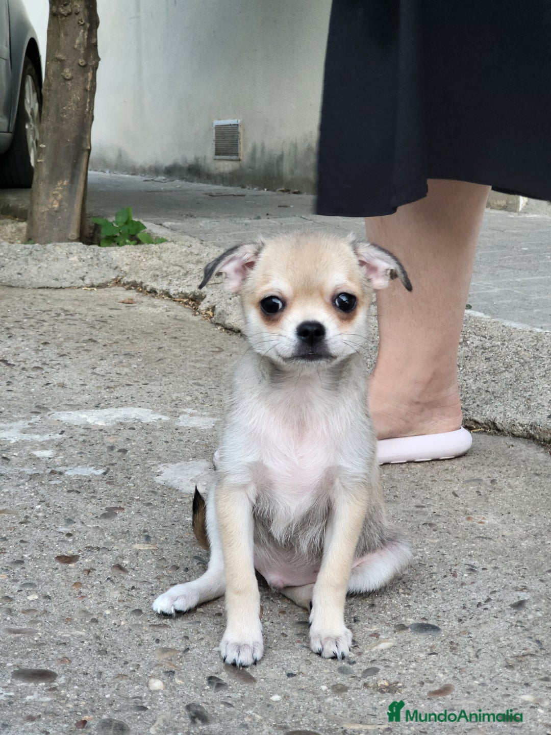 Pomchi perros en venta: Cachorritos toy - Imagen 5