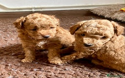 Caniche Enano perros en venta: Caniche enano - Imagen 10