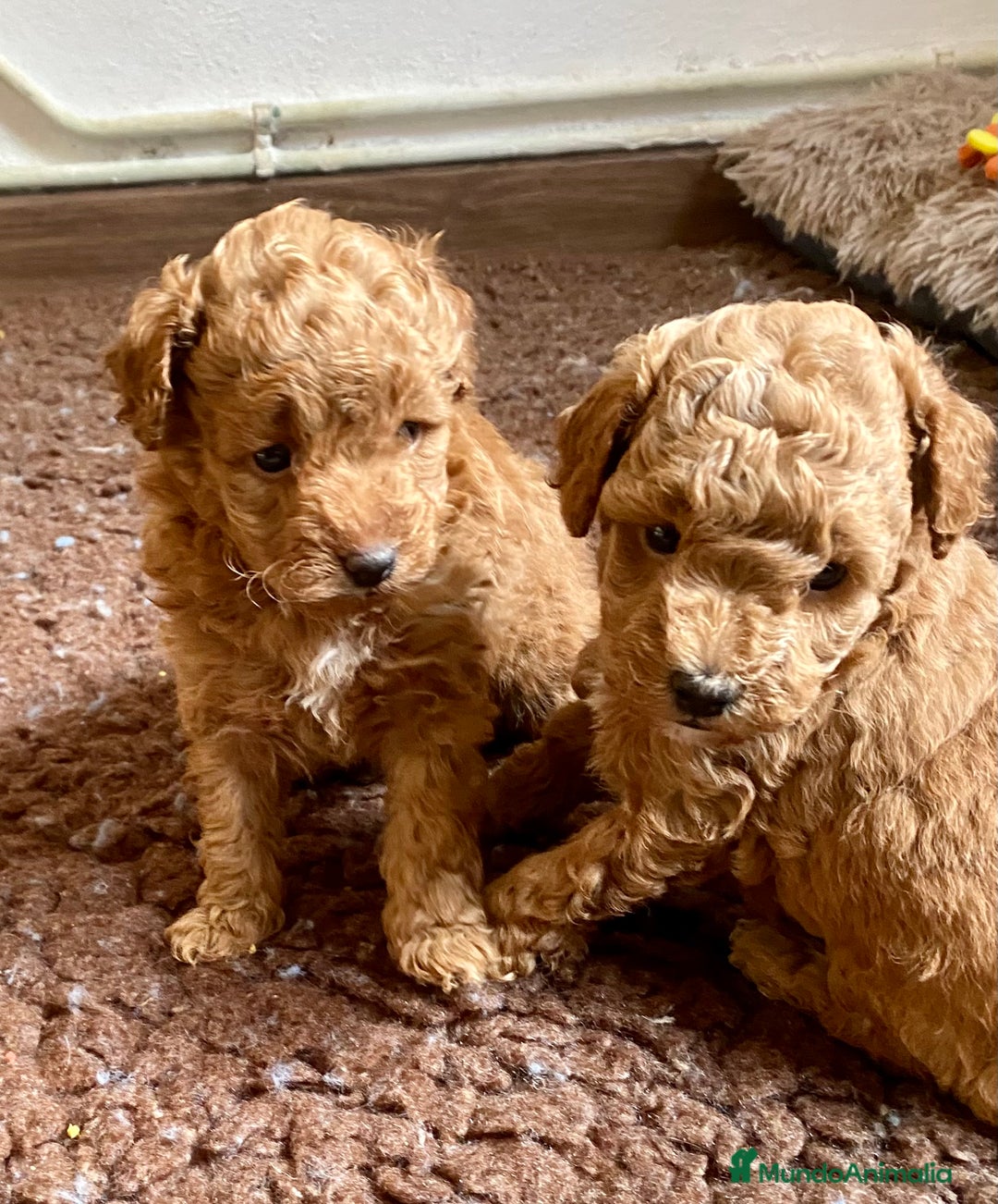 Caniche Enano perros en venta: Caniche enano - Imagen 10
