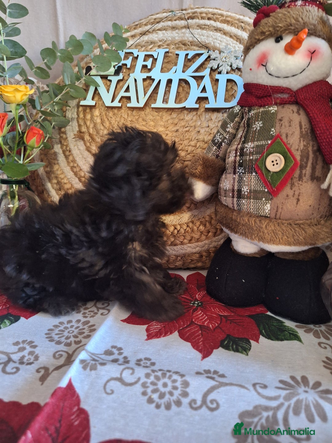 Maltipoo perros en venta: MALTIPOO TOY - Anuncio 2