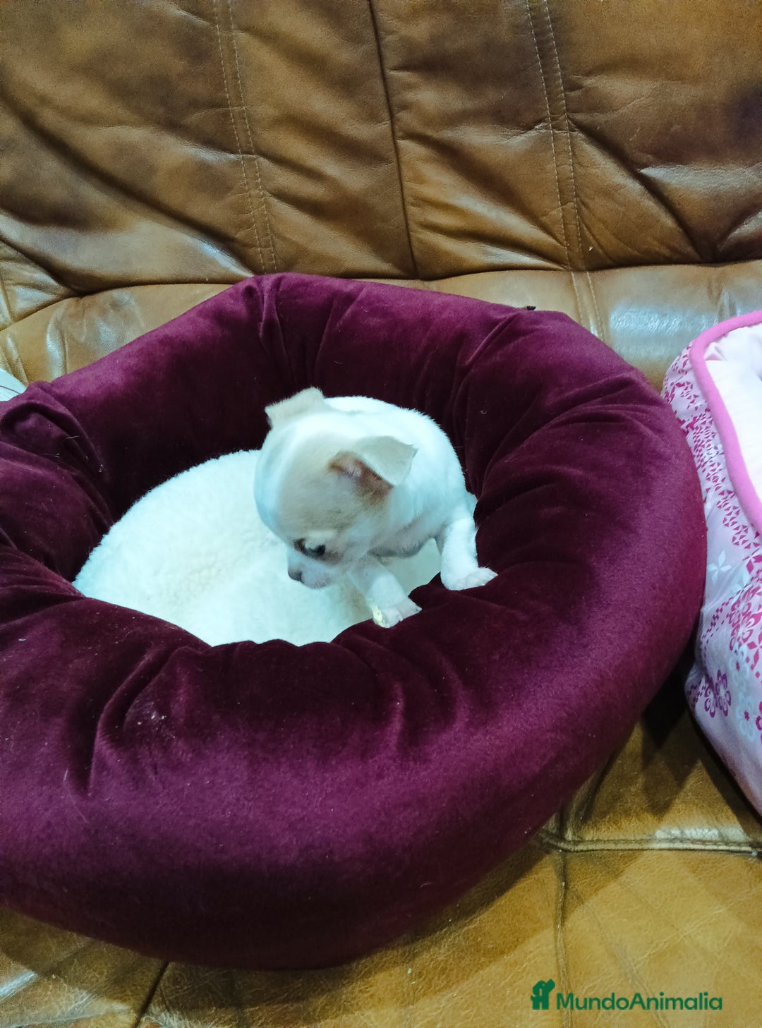 Chihuahua perros en venta: CHIHUAHUA TOY  - Anuncio 5