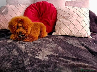 Caniche Toy perros MONTA CANICHE TOY ROJO PIMIENTON ASIÁTICO en Sevilla - Anuncio 3