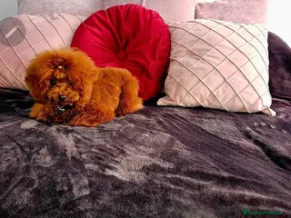 Caniche Toy perros MONTA CANICHE TOY ROJO PIMIENTON ASIÁTICO en Sevilla - Anuncio 9