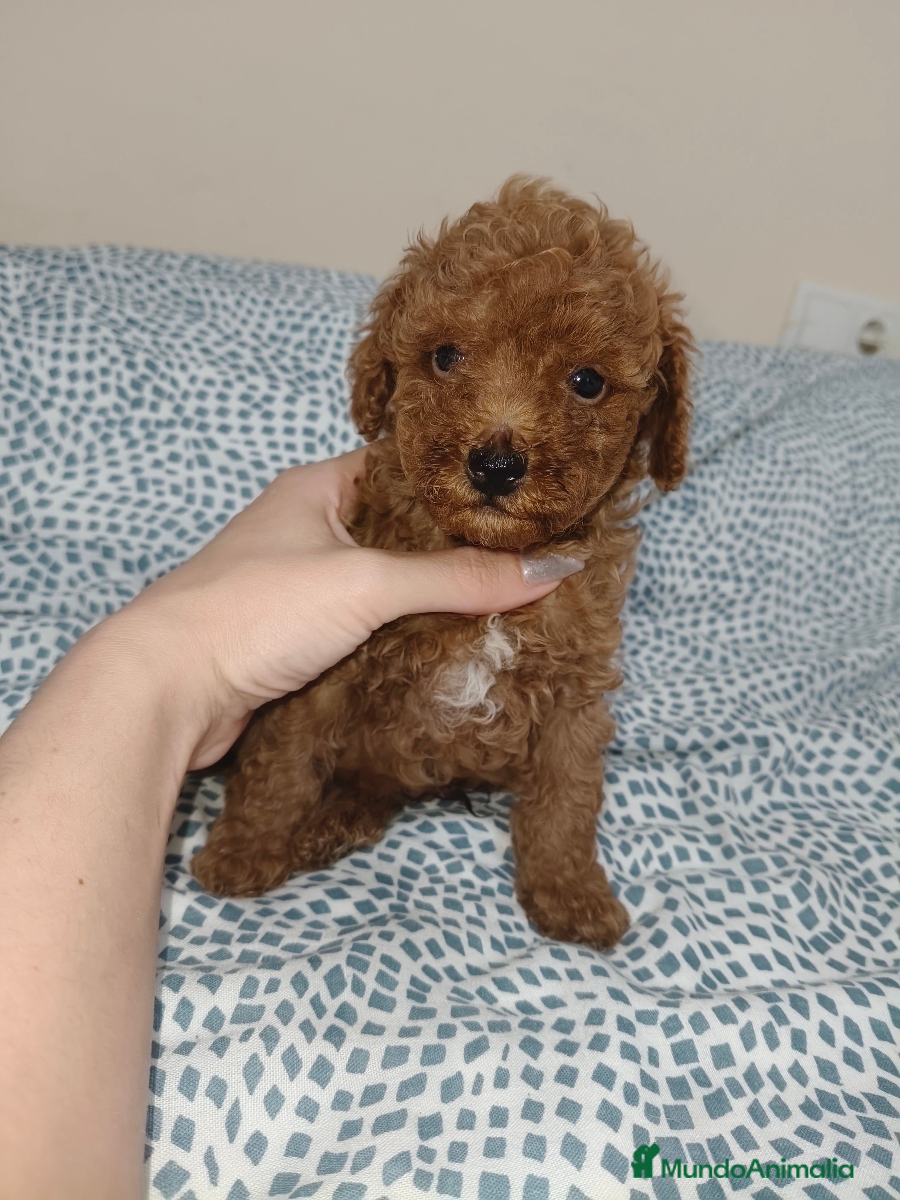 Caniche Toy perros Caniche Toy en Murcia - Anuncio 14