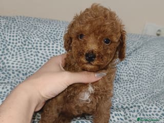 Caniche Toy perros Caniche Toy en Murcia - Anuncio 8