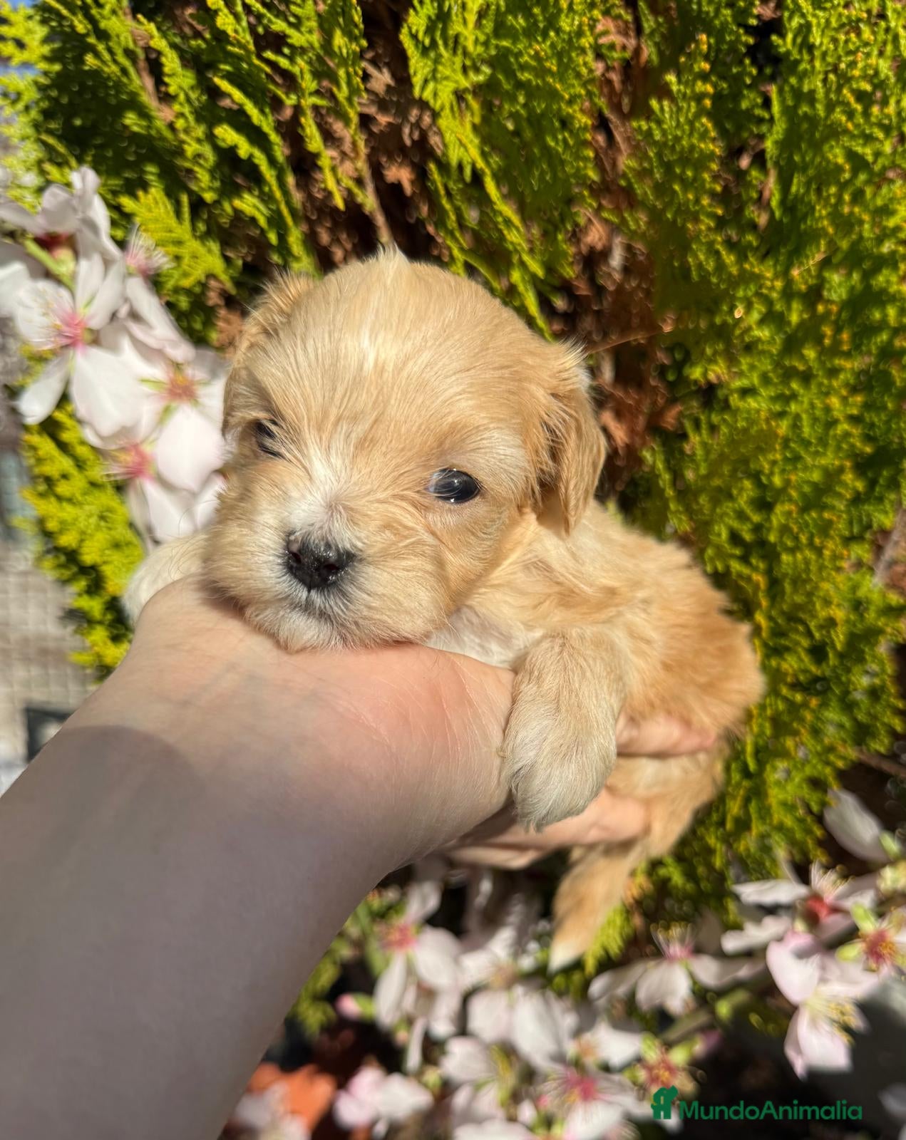 Maltipoo perros Maltipoo nuevas camadas !!! - Anuncio 3