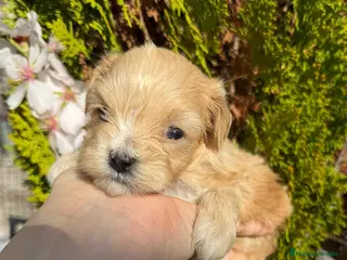 Maltipoo perros Maltipoo nuevas camadas !!! - Anuncio 3