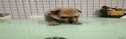 Pomerania perros en venta: Pomeranias toy desde 650€ varios colores  - Anuncio 12