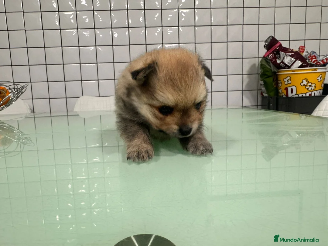 Pomerania perros en venta: Pomeranias toy desde 650€ varios colores  - Anuncio 12