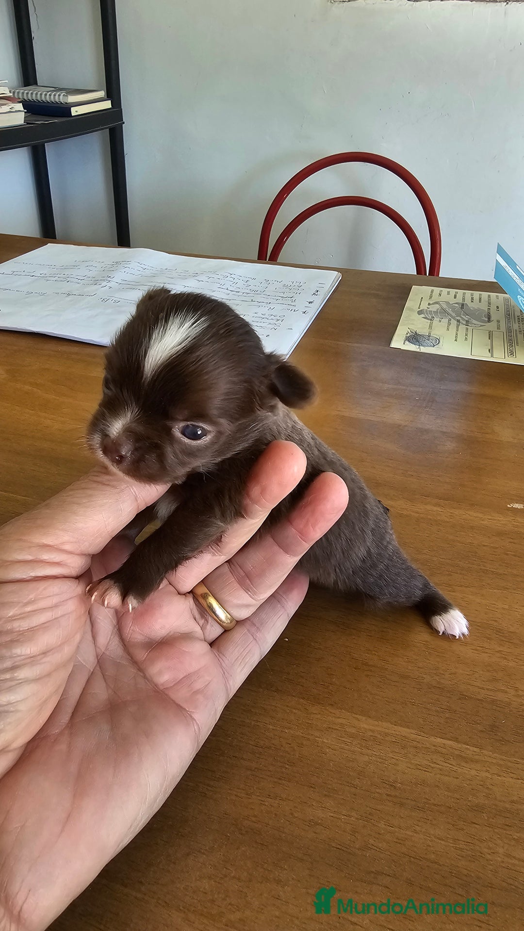 Chihuahua perros en venta: Espectaculares chihuahuas  - Imagen 1