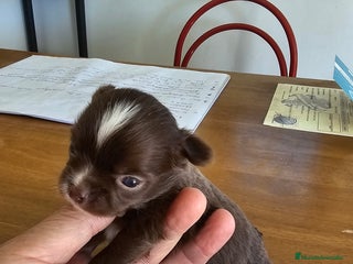 Chihuahua perros - Anuncio 1