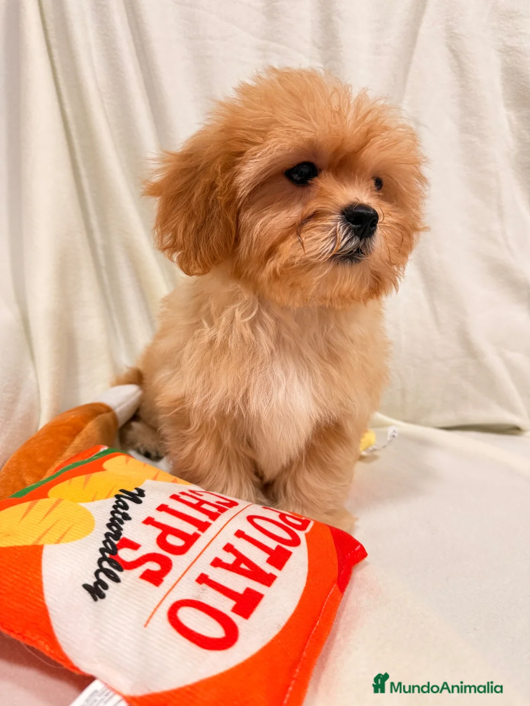 Shihpoo perros en venta: Yo Soy Fofito - Anuncio 6