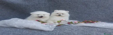 Pomerania Cachorro 1