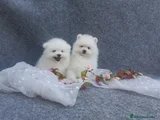 Pomerania Cachorro 1