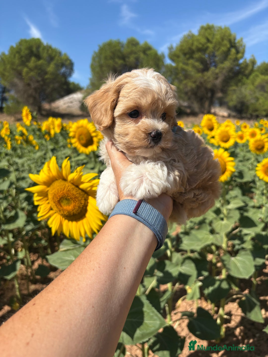 Maltipoo perros en venta: Maltipoo disponible  - Imagen 7