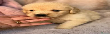 Golden Retriever 4