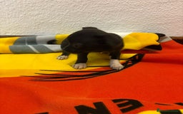 Chihuahua perros en venta: Chihuahua toy - Imagen 6