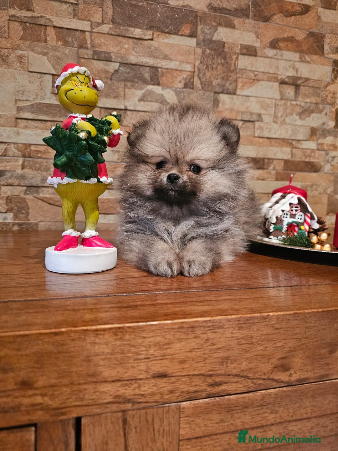 Pomerania perros en venta: EJEMPLARES DE POMERANIA  - Anuncio 5