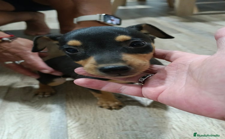Pinscher Miniatura perros - Anuncio 3