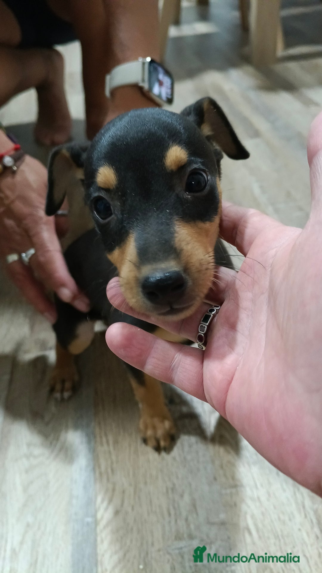 Pinscher Miniatura perros en venta: Mini pinche  - Imagen 1