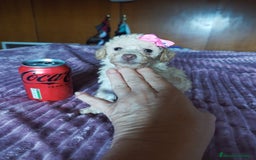 Caniche Toy perros en venta: CANICHES TOYS CALIDAD Y SELECCIÓN  - Imagen 12
