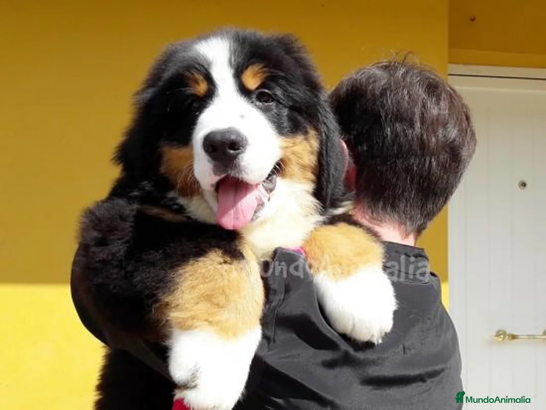 Imagen de galería {{count}}