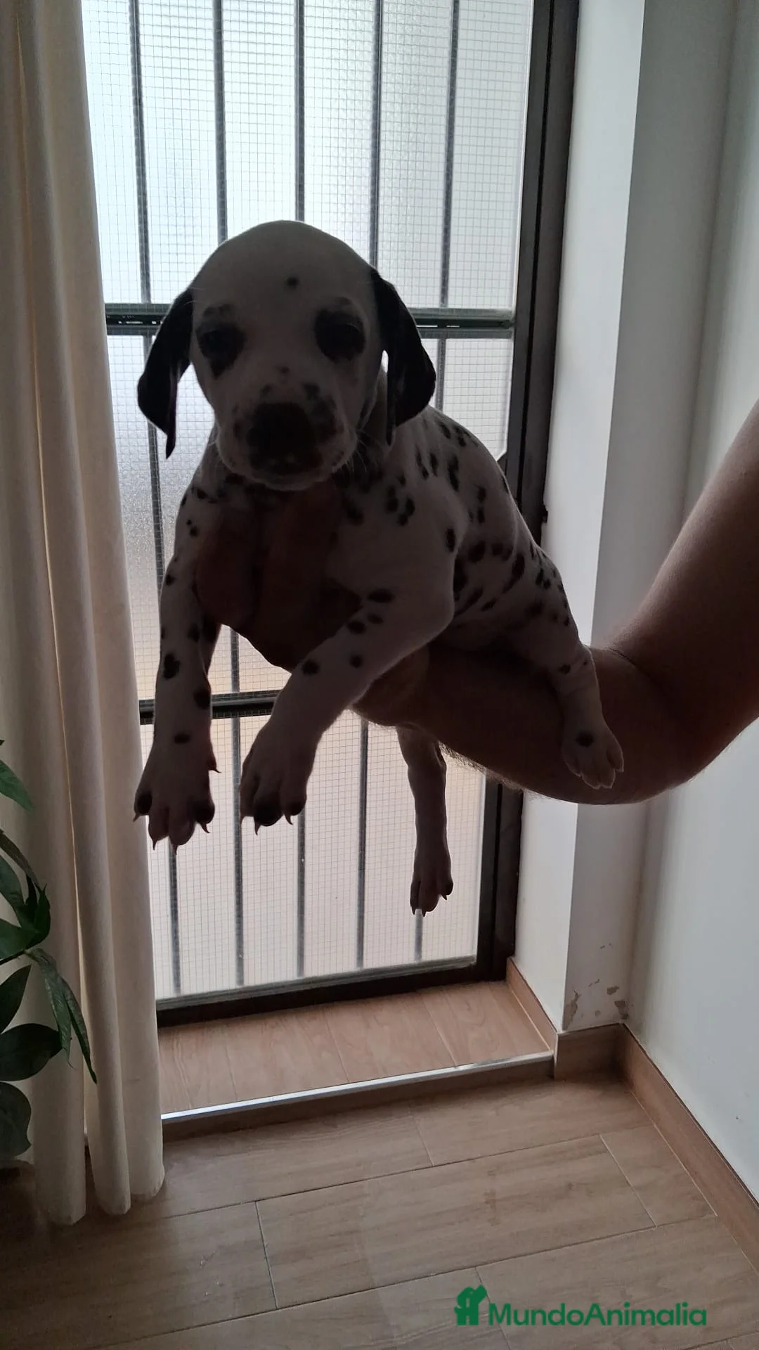 Dálmata perros en venta: Dálmatas disponibles 🐶🐾 en Granada - Anuncio 8