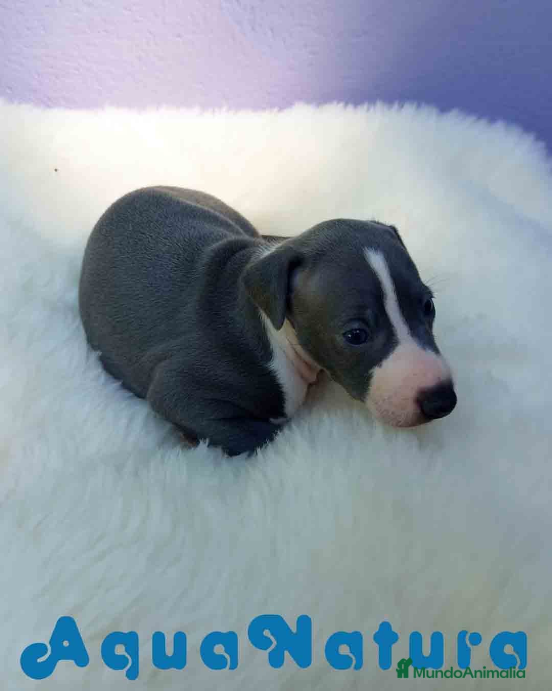 Pequeño Lebrel Italiano perros en venta: Lebrel Italiano Macho de BN y Omega AQUANATURA - Imagen 2