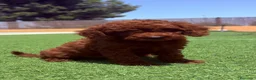 Caniche Toy perros en venta: Caniche Toy - Anuncio 1