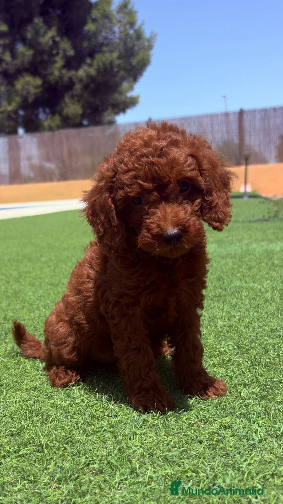 Caniche Toy perros en venta: Caniche Toy - Anuncio 1